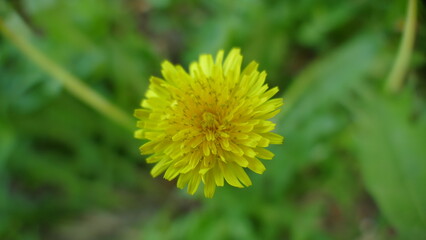 Yellow dandelions. Bright flowers dandelions on background of green spring meadows.