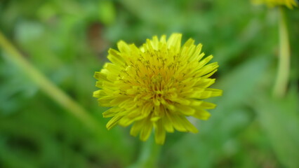 Dandelion in a field of green grass