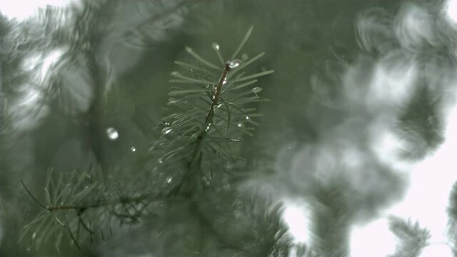 Slow motion water drops from a pine tree