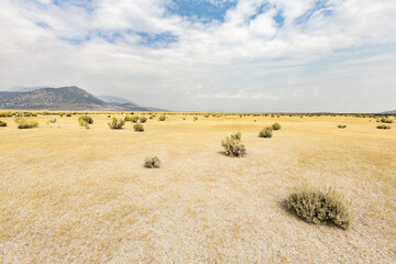 Obraz premium Desert landscape with bushes. Mono County, California, USA.