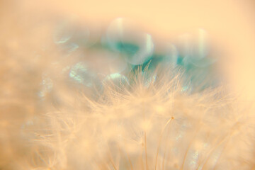 Obraz premium Flower Bokeh