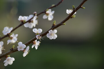 Blooming cherry branch. Beautiful spring flowers.