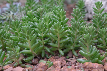 Obraz premium Close up of Sedum Pork and Beans Succulent Plant