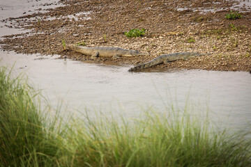 Crocodile in the wild in Chitwan Park, Nepal