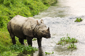 Big rhino in a river in Chitwan Park, Nepal