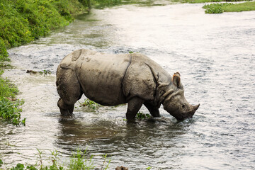 Naklejka na ściany i meble Big rhino in a river in Chitwan Park, Nepal