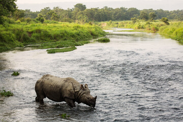 Big rhino in a river in Chitwan Park, Nepal - obrazy, fototapety, plakaty