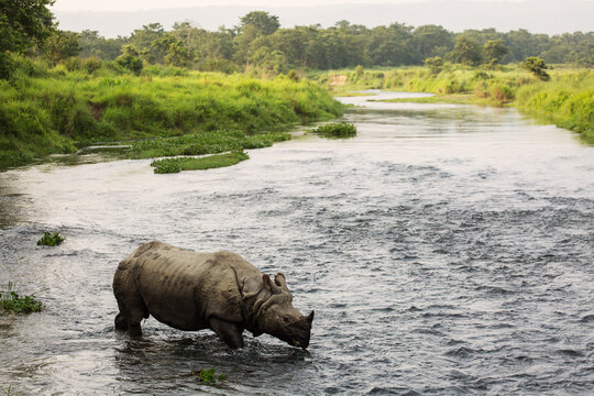 Big rhino in a river in Chitwan Park, Nepal