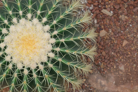 Parodia schumanniana is a perennial globular to columnar cactus