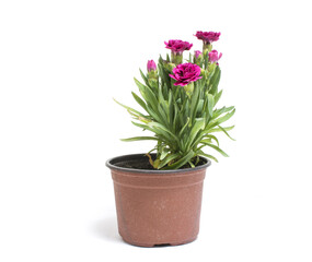 Small carnation flowers in flowerpot isolated on white background