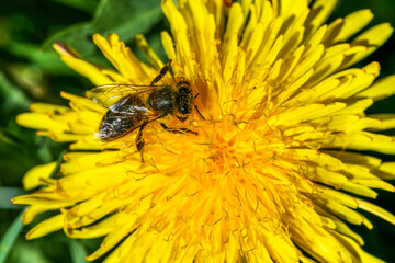 Abeille sur fleur de pissenlit
