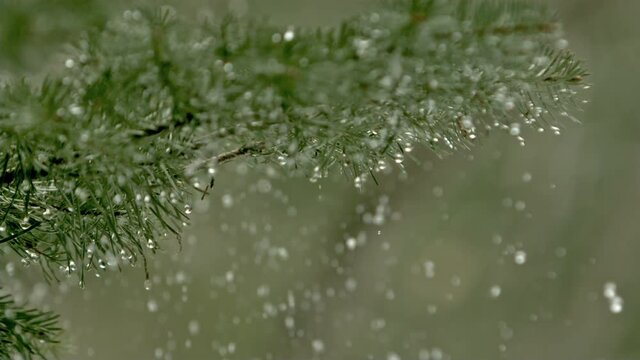 Snow melt drops through a pine tree branch in super slow motion