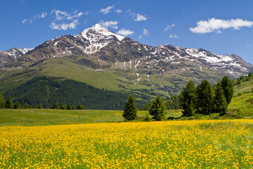 Fototapeta premium Mountain's meadows in bloom, on Santa Caterina Valfurva, Valtellina, Lombardy