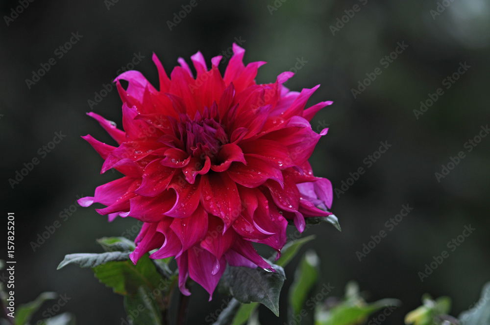 Wall mural Dahlia  is a genus of bushy, tuberous, herbaceous perennial plants native to Mexico. 