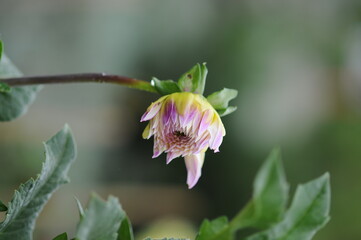 Dahlia  is a genus of bushy, tuberous, herbaceous perennial plants native to Mexico. 