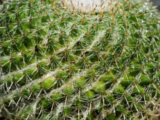 Close up of cactus thorns