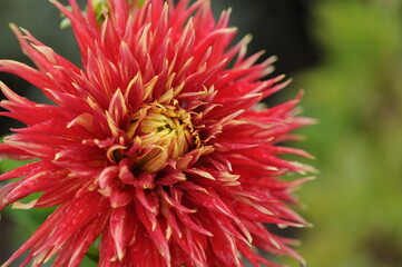 Dahlia  is a genus of bushy, tuberous, herbaceous perennial plants native to Mexico. 