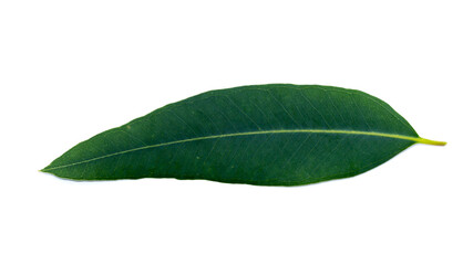 Fototapeta na wymiar Eucalyptus leaves on a white background.