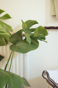 salle de bain avec plante monstera, porte serviette en bois, diy, relax, zenitude, temps pour soi