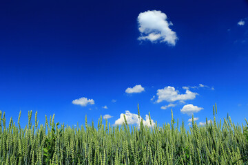 Obraz premium green wheat closeup