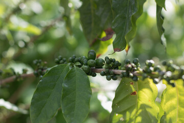 Coffee tree with coffee cherry ripes on coffee plantation