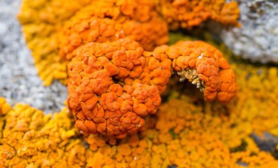 Lichen details - macro photography