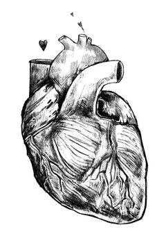 Beautiful realistic heart on a white background. Hand drawn illustration. It can be used for printing on t-shirts and idea for tattoo .