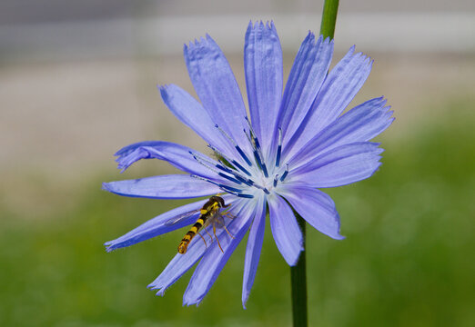 Flower of wild cicory with an insect on the petals