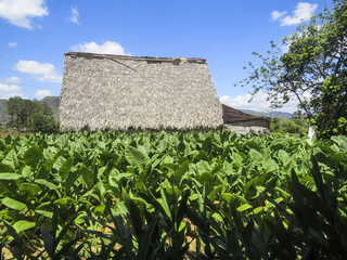 Fototapeta na wymiar Hut of hay for tabacco leaves, Vinales, Cuba