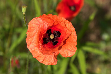 Klatschmohn