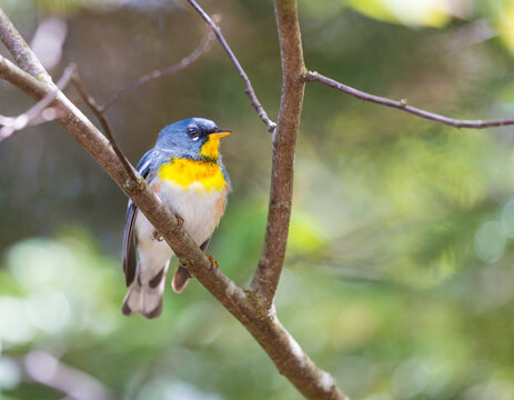 A small warbler of the upper canopy, the Northern Parula can be found in boreal forests of Quebec. It nests in Canada in June and July and after returns south to spend the winter.