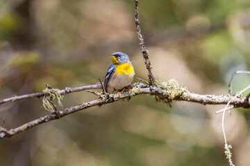 A small warbler of the upper canopy, the Northern Parula can be found in boreal forests of Quebec. It nests in Canada in June and July and after returns south to spend the winter.