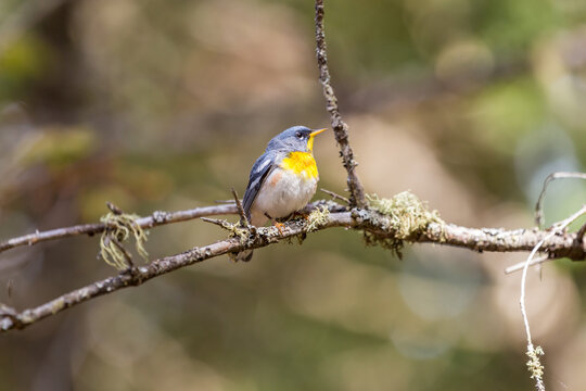 A small warbler of the upper canopy, the Northern Parula can be found in boreal forests of Quebec. It nests in Canada in June and July and after returns south to spend the winter.