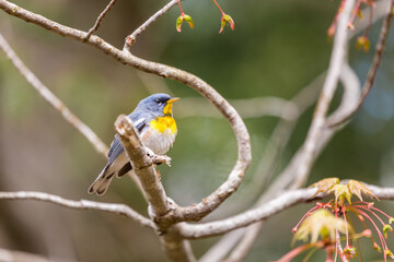 A small warbler of the upper canopy, the Northern Parula can be found in boreal forests of Quebec. It nests in Canada in June and July and after returns south to spend the winter.