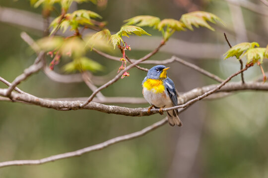 A small warbler of the upper canopy, the Northern Parula can be found in boreal forests of Quebec. It nests in Canada in June and July and after returns south to spend the winter.