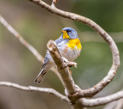 A small warbler of the upper canopy, the Northern Parula can be found in boreal forests of Quebec. It nests in Canada in June and July and after returns south to spend the winter.