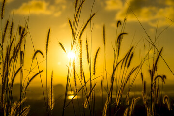 Fototapeta premium Flowers grass with light background.