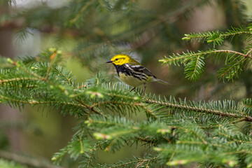 An abundant breeder of the northeastern boreal forests of Canada, the Black-throated Green Warbler is easy to recognize by sight and sound. Its dark black bib and bright yellow face.