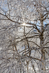 Icy branches of birch in a winter morning in mountain