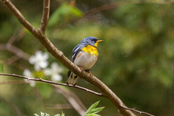Fototapeta premium A small warbler of the upper canopy, the Northern Parula can be found in boreal forests of Quebec. It nests in Canada in June and July and after returns south to spend the winter.
