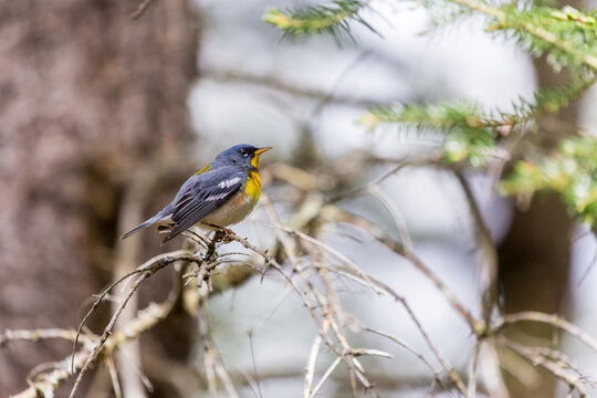 A small warbler of the upper canopy, the Northern Parula can be found in boreal forests of Quebec. It nests in Canada in June and July and after returns south to spend the winter.