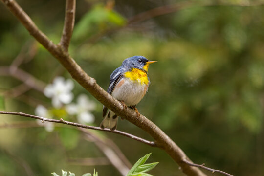 A small warbler of the upper canopy, the Northern Parula can be found in boreal forests of Quebec. It nests in Canada in June and July and after returns south to spend the winter.