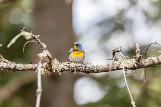 A small warbler of the upper canopy, the Northern Parula can be found in boreal forests of Quebec. It nests in Canada in June and July and after returns south to spend the winter.