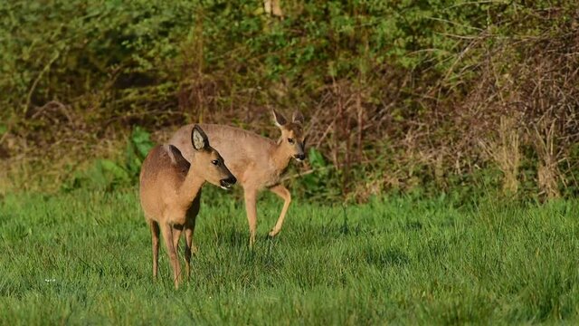 Zwei Rehe auf Wiese, Jung und Alt, Mai