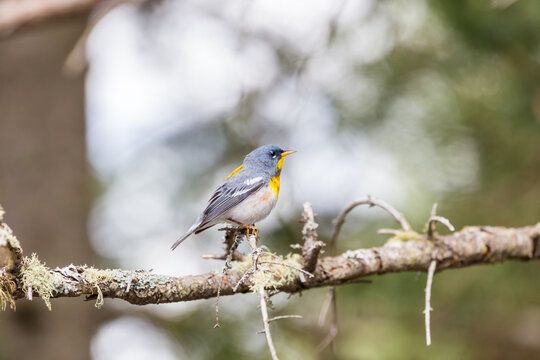 A small warbler of the upper canopy, the Northern Parula can be found in boreal forests of Quebec. It nests in Canada in June and July and after returns south to spend the winter.