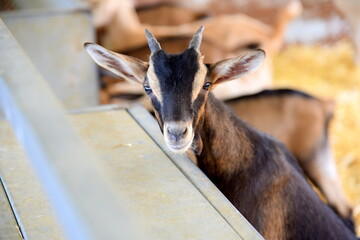 cute goat in farm 