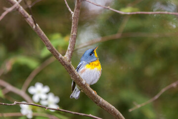 A small warbler of the upper canopy, the Northern Parula can be found in boreal forests of Quebec. It nests in Canada in June and July and after returns south to spend the winter.
