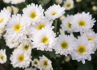 Obraz na płótnie Canvas White chrysanthemum bunch.