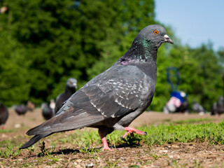 Pigeons in sunny weather in the city