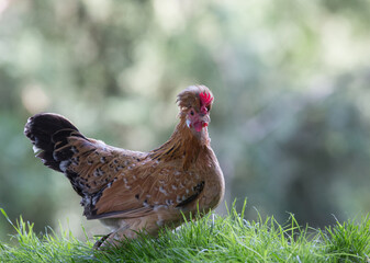 Exotic chicken in nature